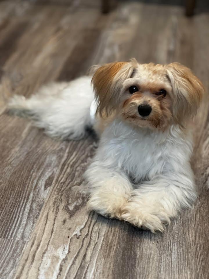 Enlarge Rando, an adoptable mixed breed in Orlando, FL image 1/6