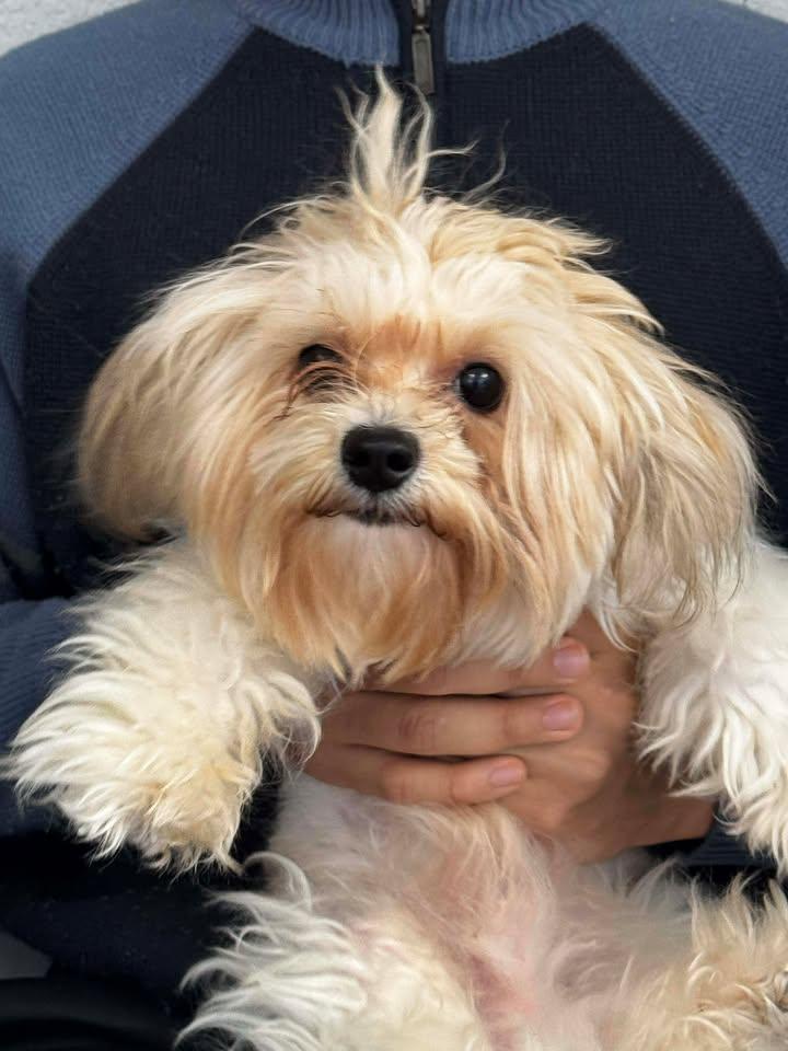 Enlarge Rando, an adoptable mixed breed in Orlando, FL image 2/6