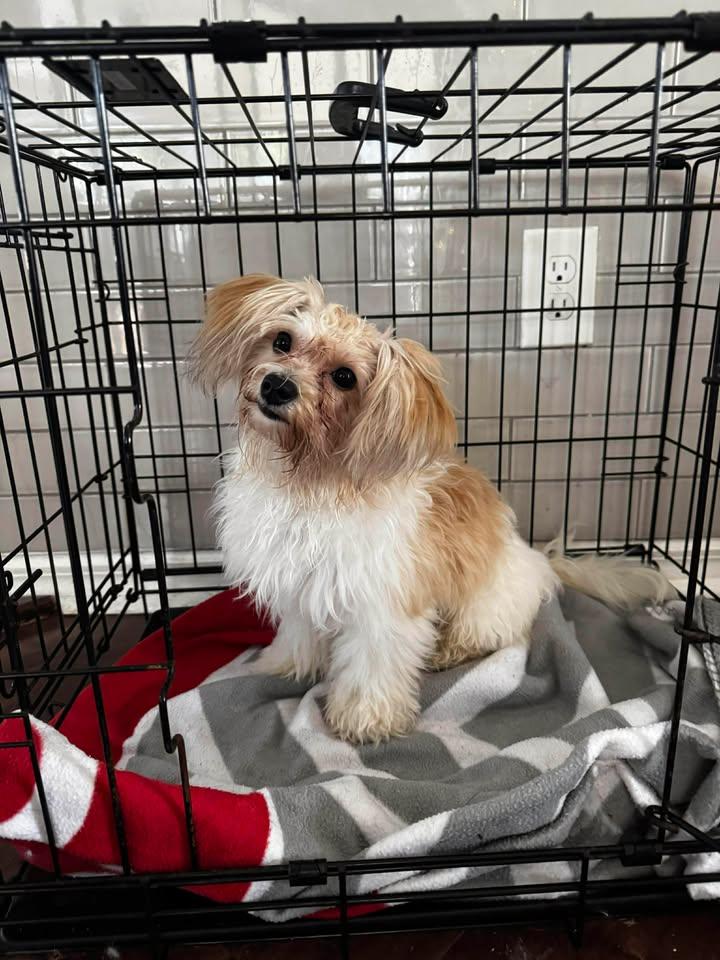 Enlarge Rando, an adoptable mixed breed in Orlando, FL image 3/6