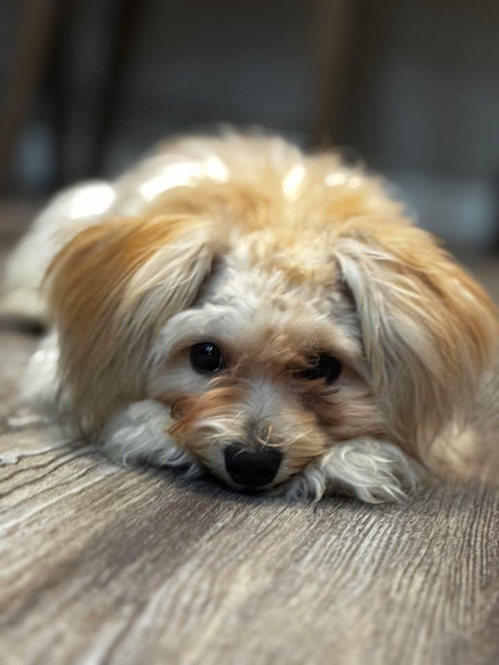 Enlarge Rando, an adoptable mixed breed in Orlando, FL image 4/6