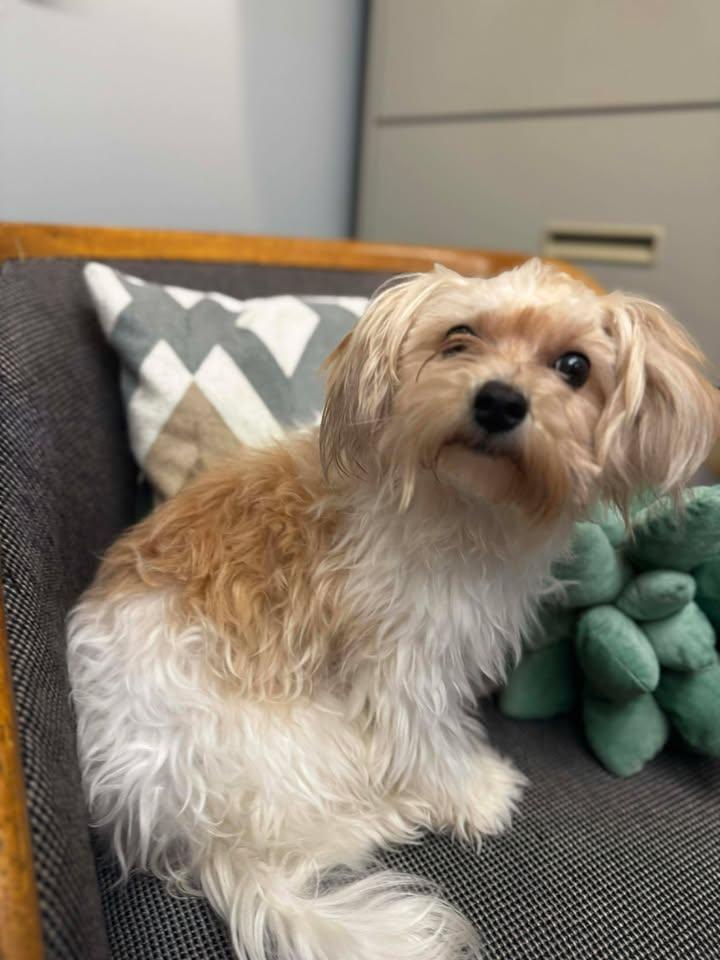 Enlarge Rando, an adoptable mixed breed in Orlando, FL image 5/6