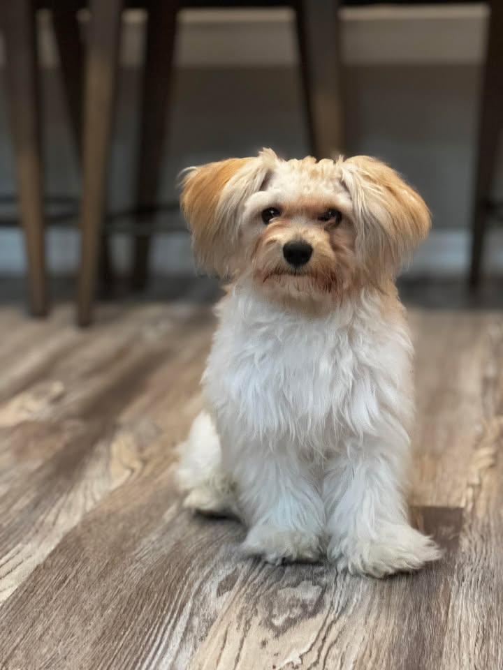 Enlarge Rando, an adoptable mixed breed in Orlando, FL image 6/6