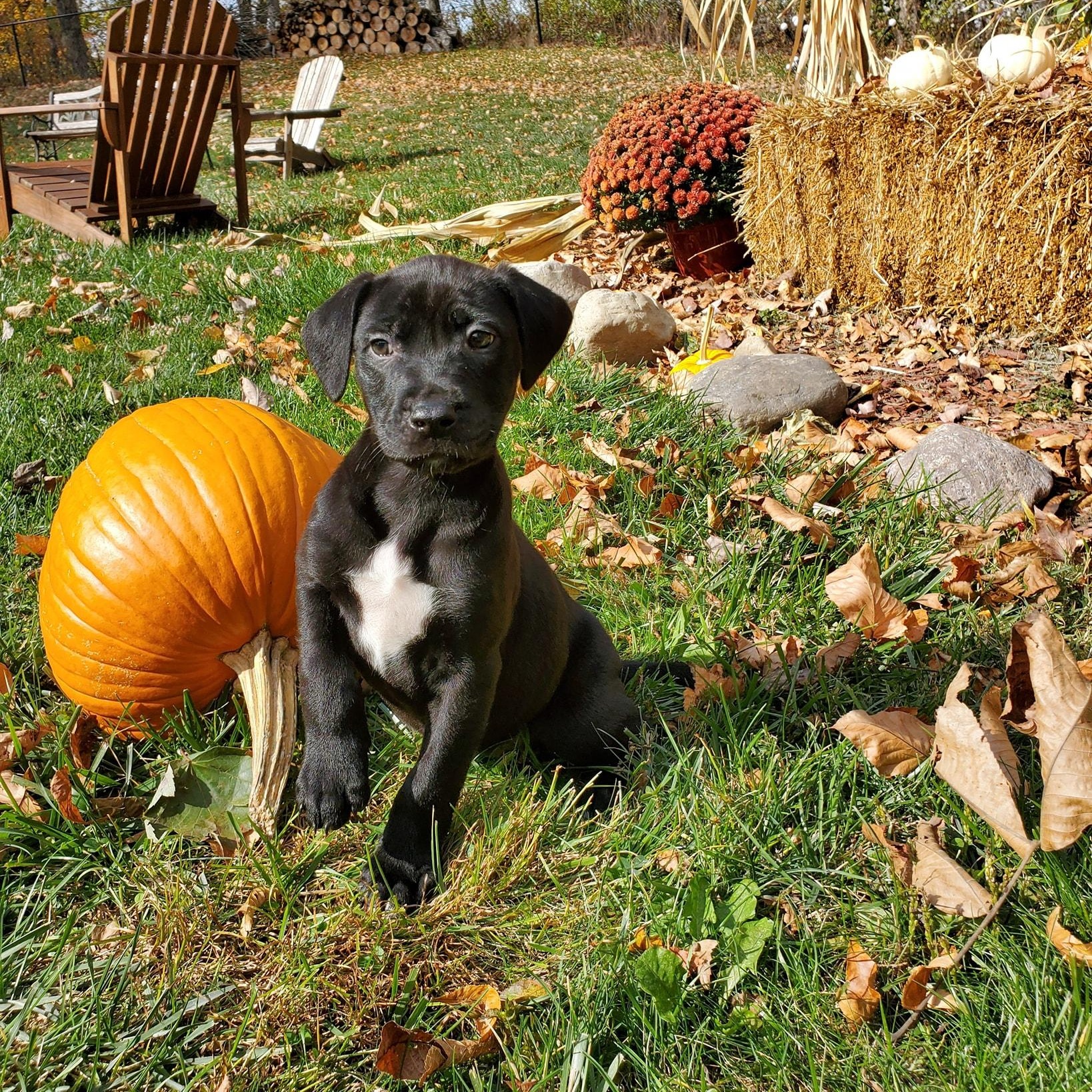 Enlarge Bayou, a Adopted mixed breed in Blairstown, NJ image 4/6