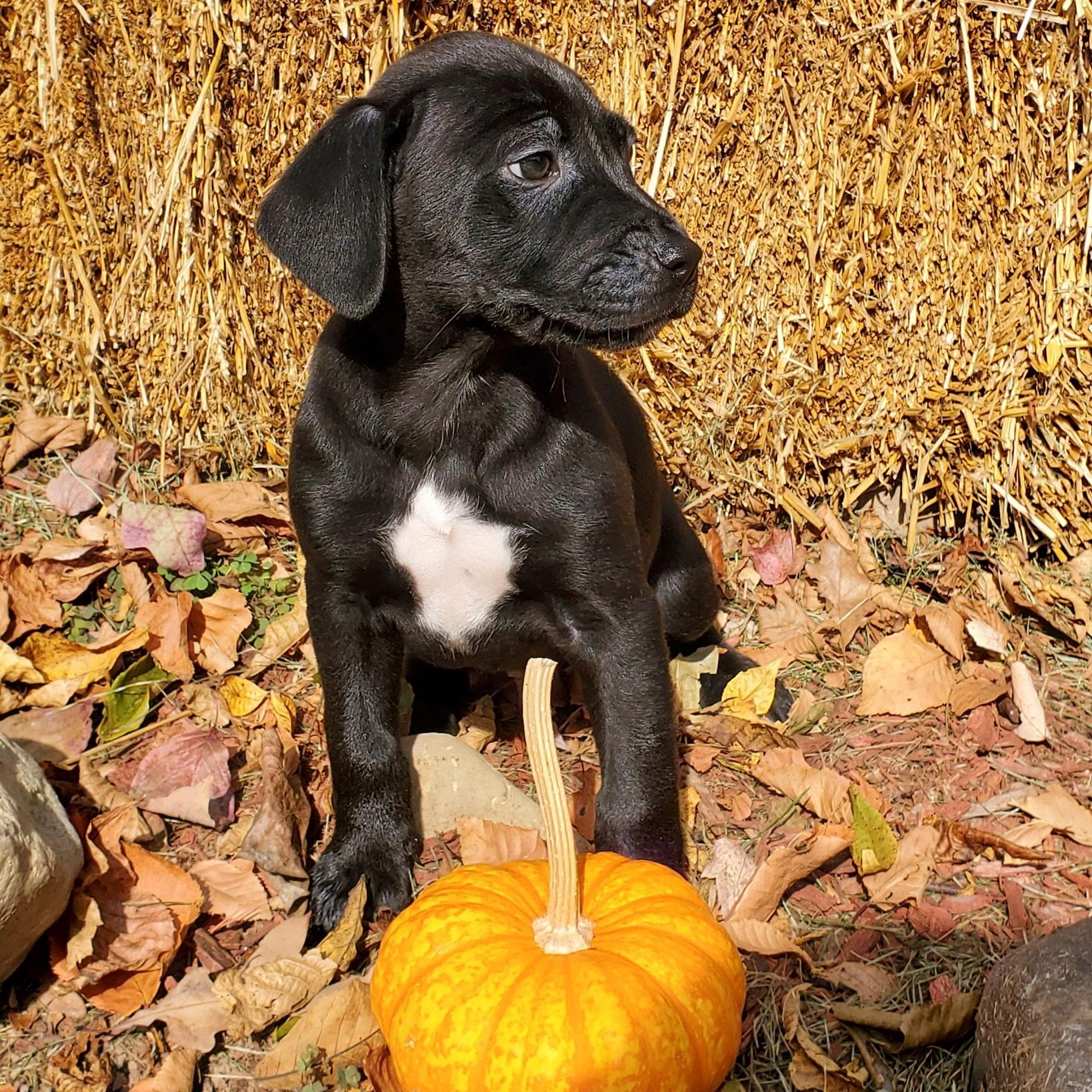 Bayou, Adopted, Puppy Male Labrador Retriever & Mixed Breed.