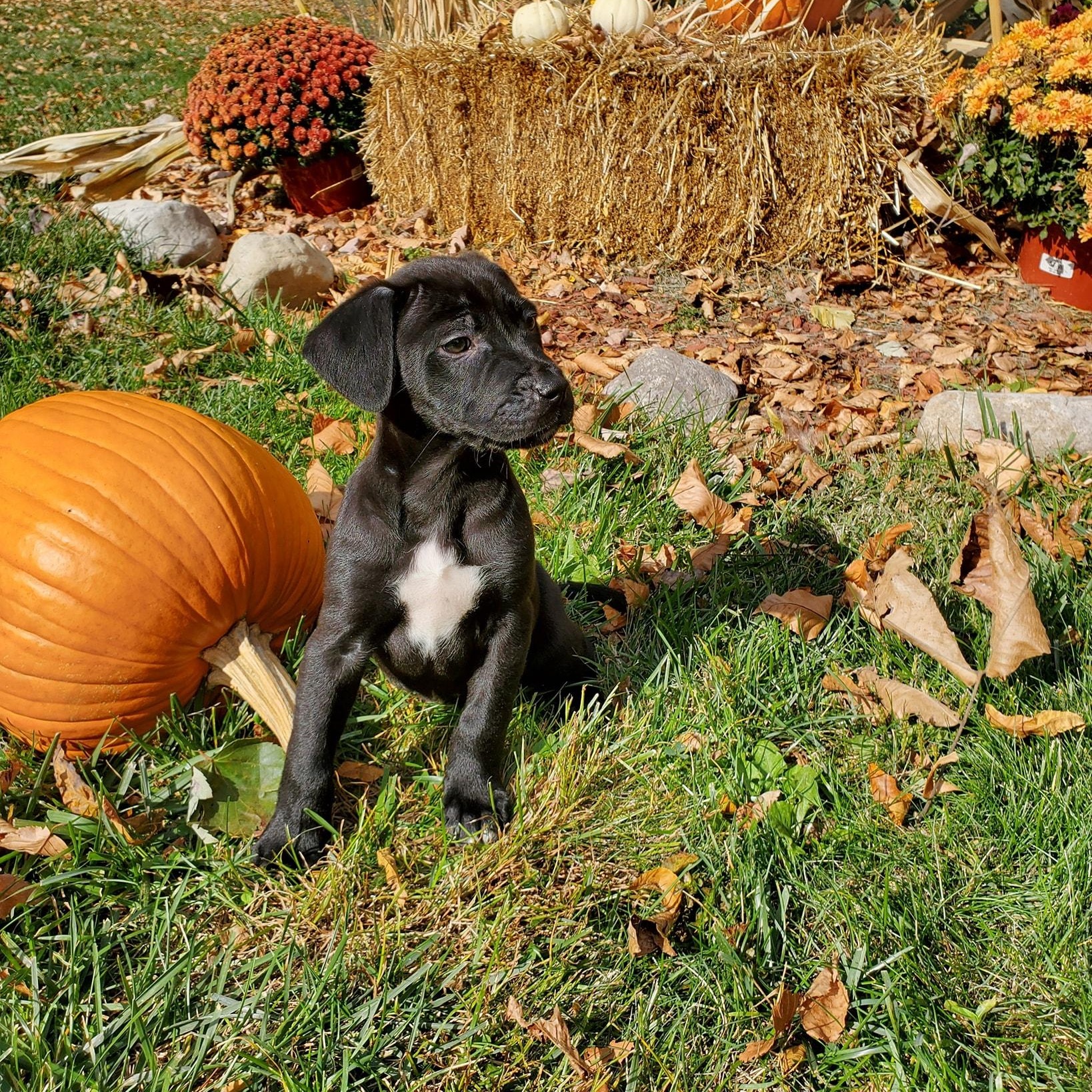 Enlarge Bayou, a Adopted mixed breed in Blairstown, NJ image 3/6