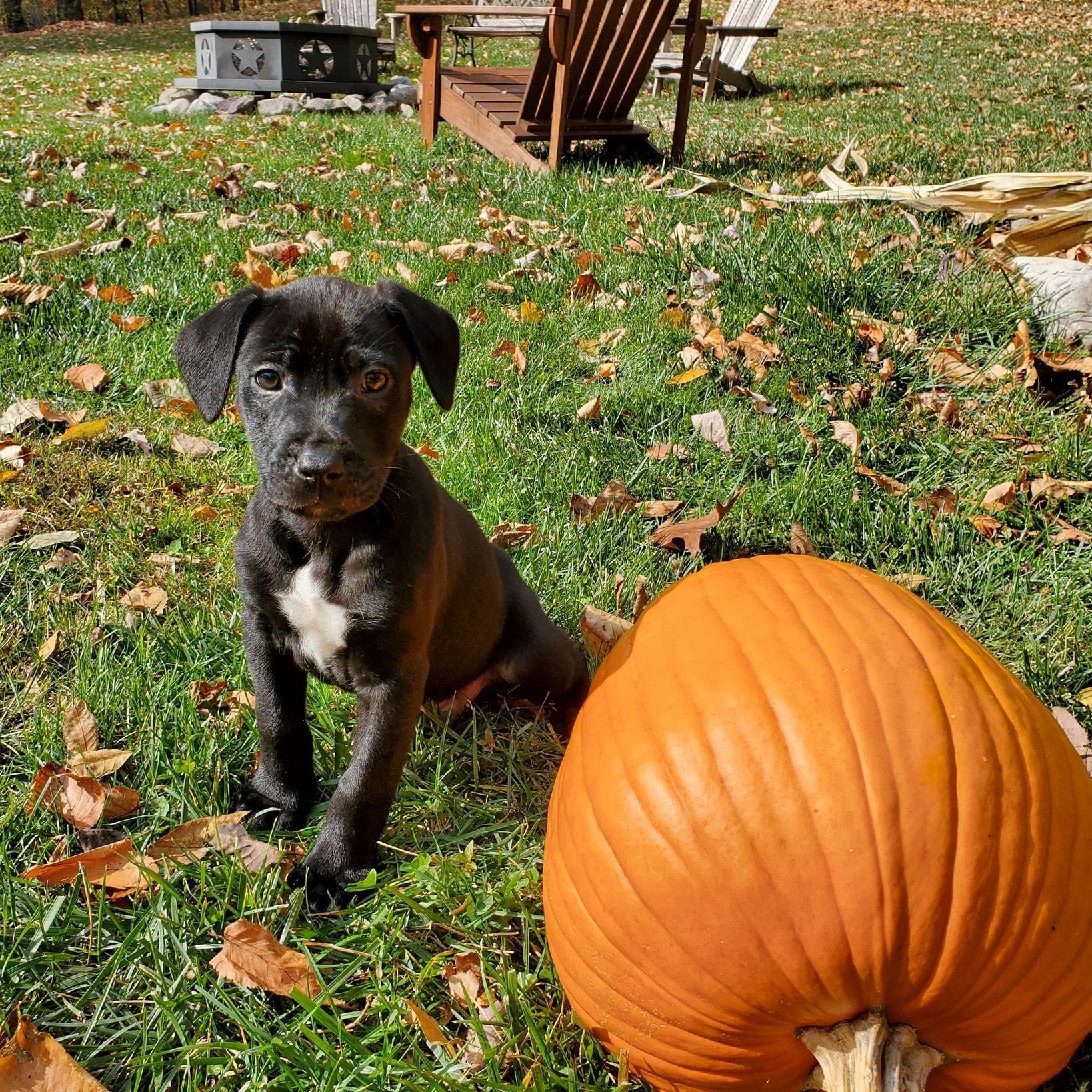 Enlarge Bayou, a Adopted mixed breed in Blairstown, NJ image 5/6