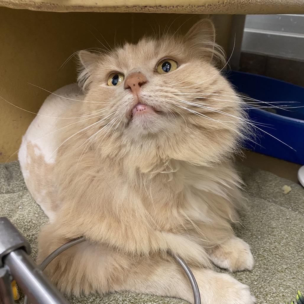 Phat Cat, Adoptable, Adult Male Domestic Long Hair.