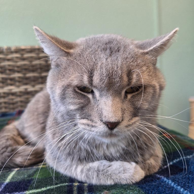 Oliver, Adoptable, Adult Male Domestic Short Hair.