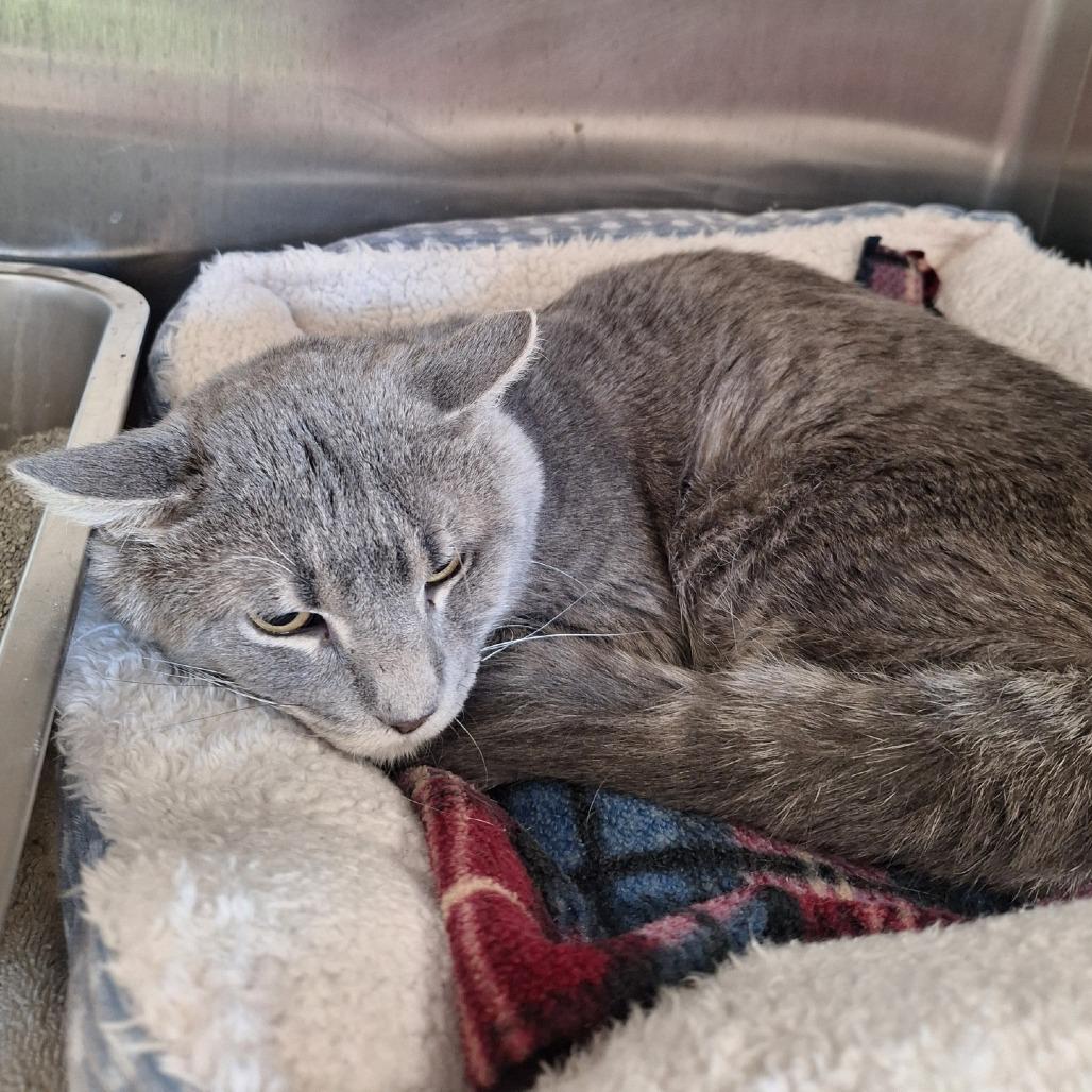 Oliver, Adoptable, Adult Male Domestic Short Hair.