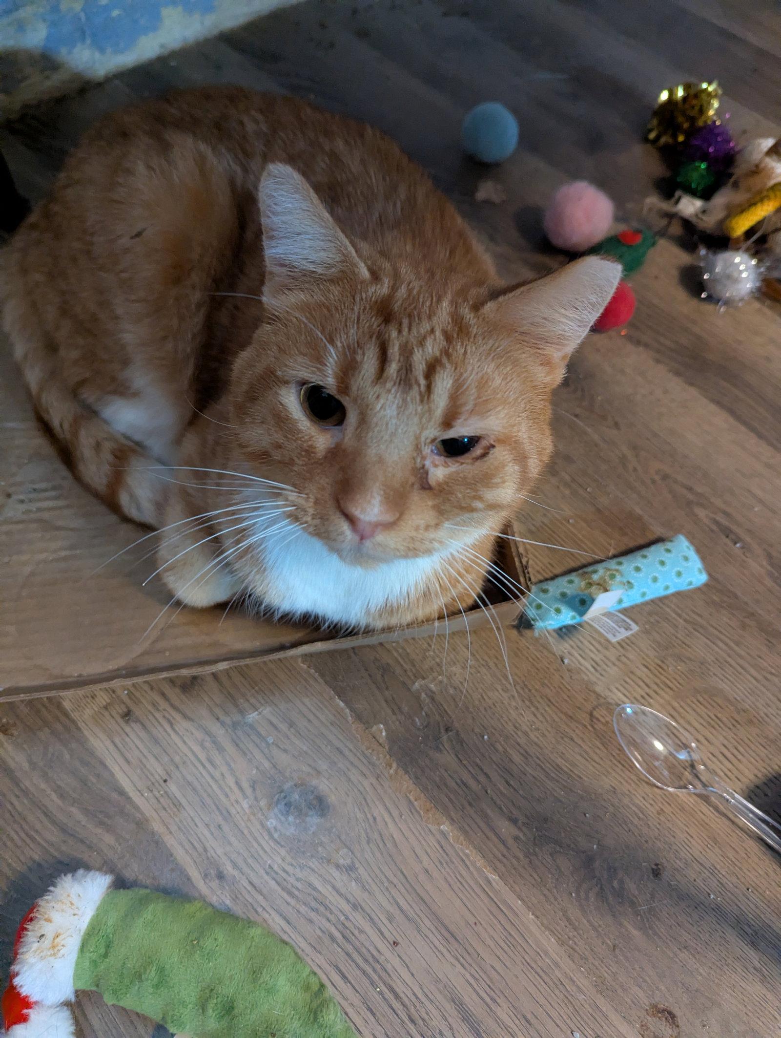 Clayton, Adoptable, Adult Male Domestic Short Hair.