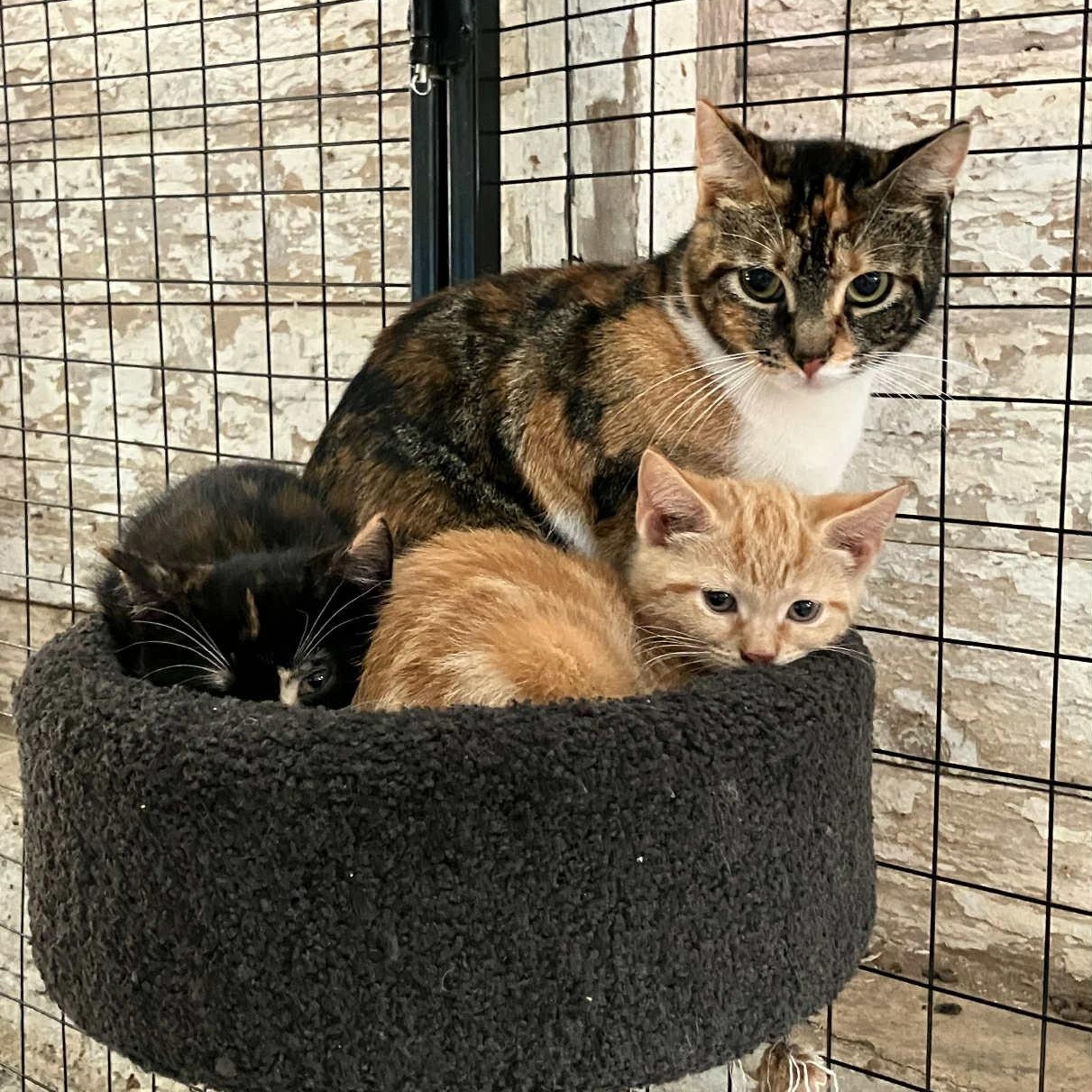 Enlarge Rosie, a Adoptable American Shorthair in Danbury, CT image 3/5