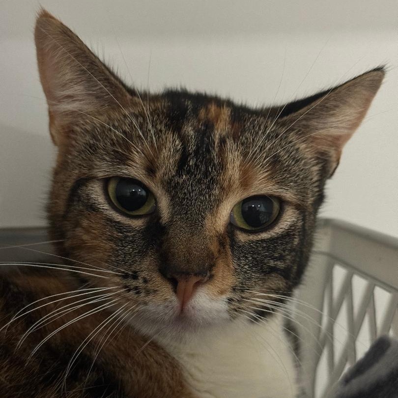 Rosie, Adoptable, Young Female American Shorthair.