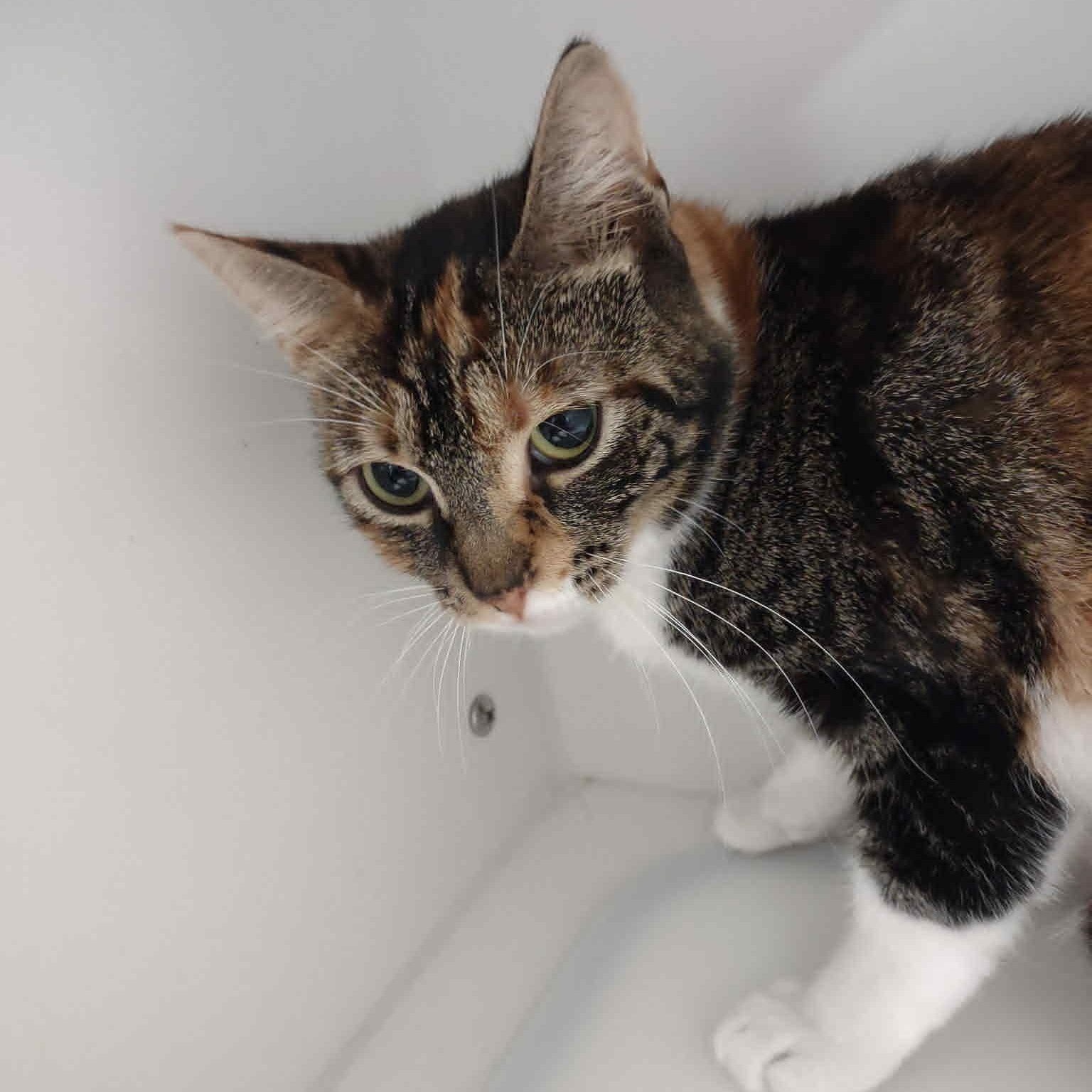 Enlarge Rosie, a Adoptable American Shorthair in Danbury, CT image 4/5