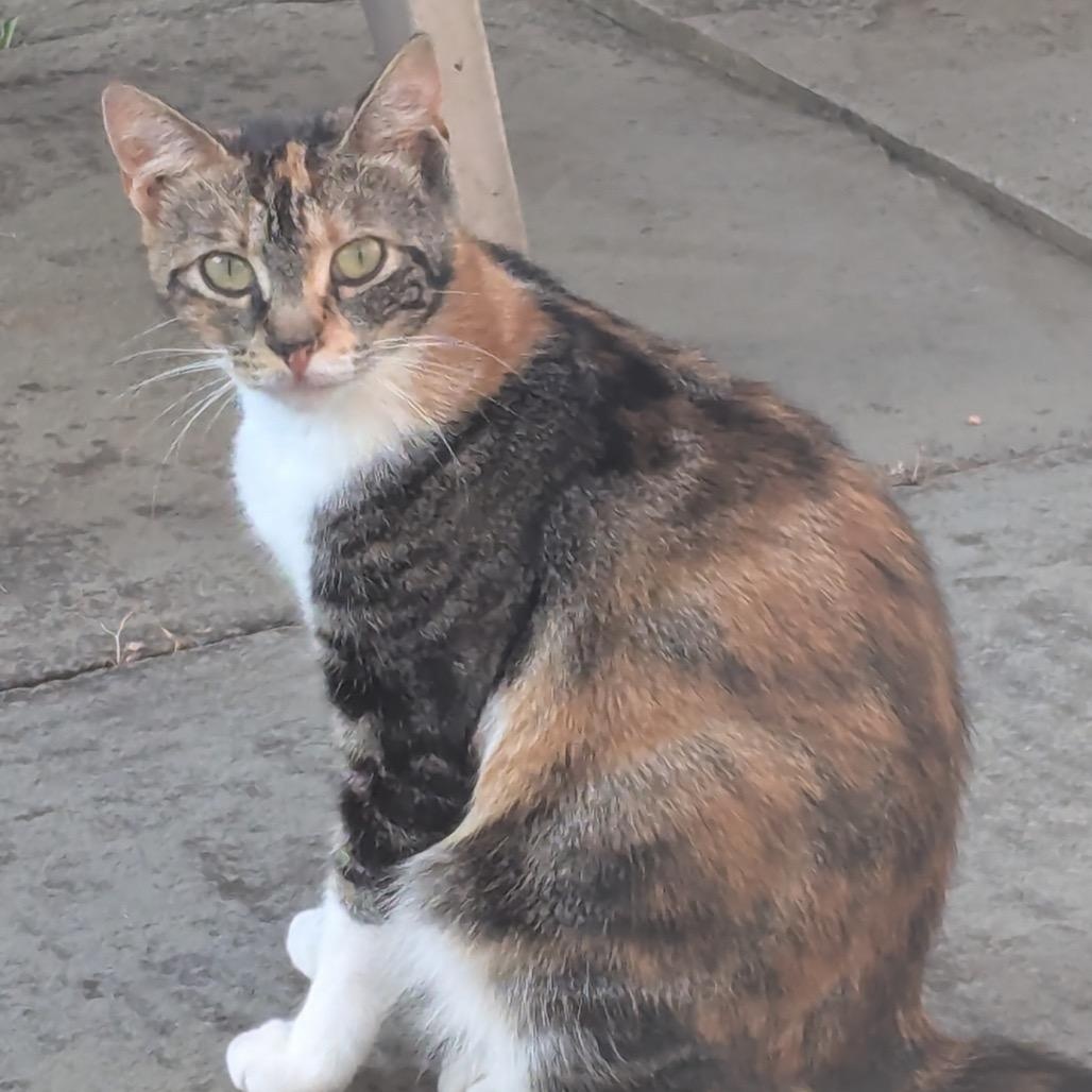 Enlarge Rosie, a Adoptable American Shorthair in Danbury, CT image 2/5