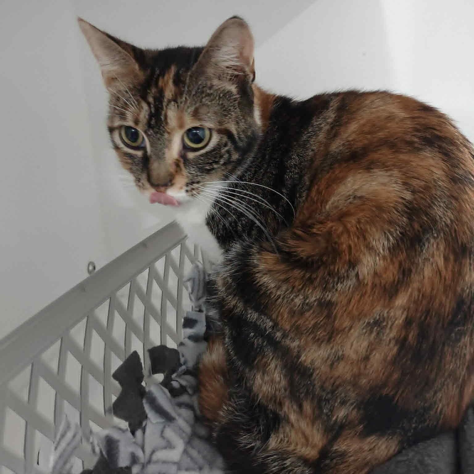 Enlarge Rosie, a Adoptable American Shorthair in Danbury, CT image 5/5