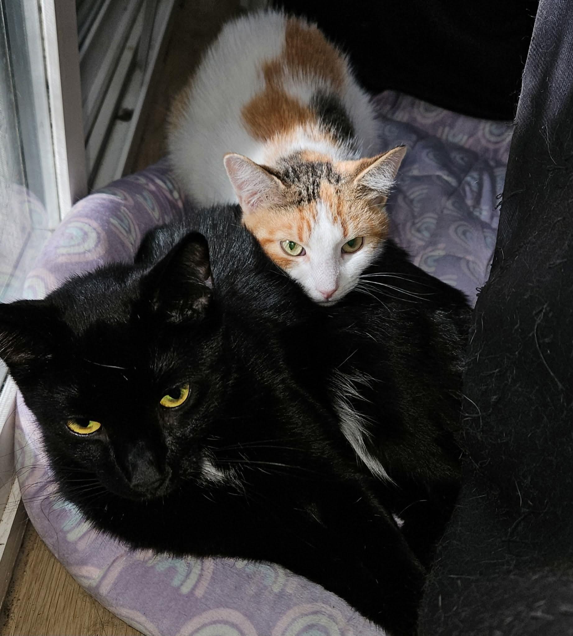 Kit, a Adoptable mixed breed in Gladstone, OR image 4/4