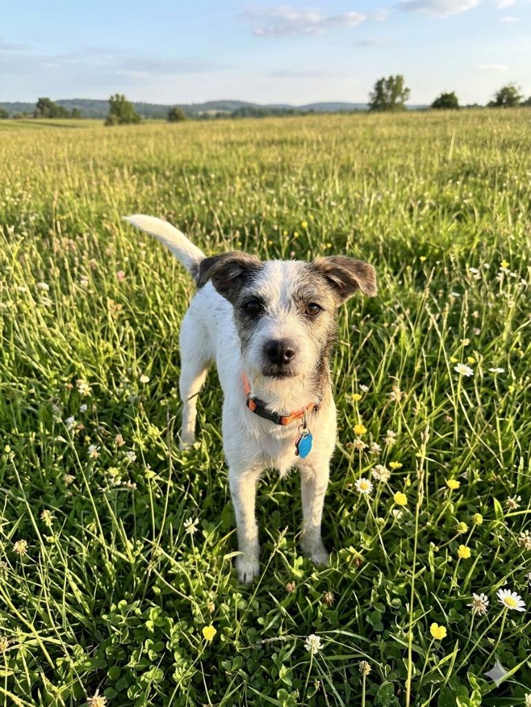 Rascal, Adoptable, Puppy Male Terrier.
