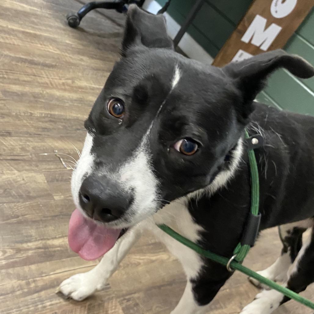 Enlarge Blossom, a Adoptable mixed breed in Evensville, TN image 2/6