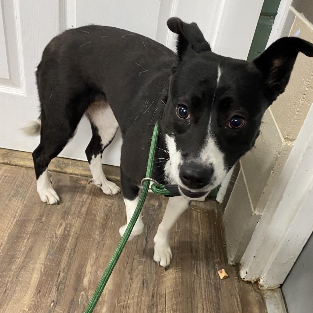 Enlarge Blossom, a Adoptable mixed breed in Evensville, TN image 3/6