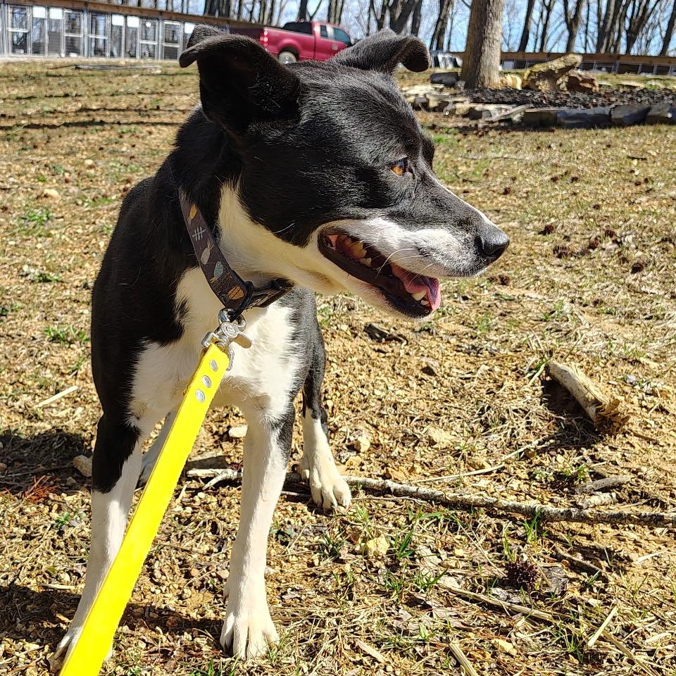 Enlarge Blossom, a Adoptable mixed breed in Evensville, TN image 4/6