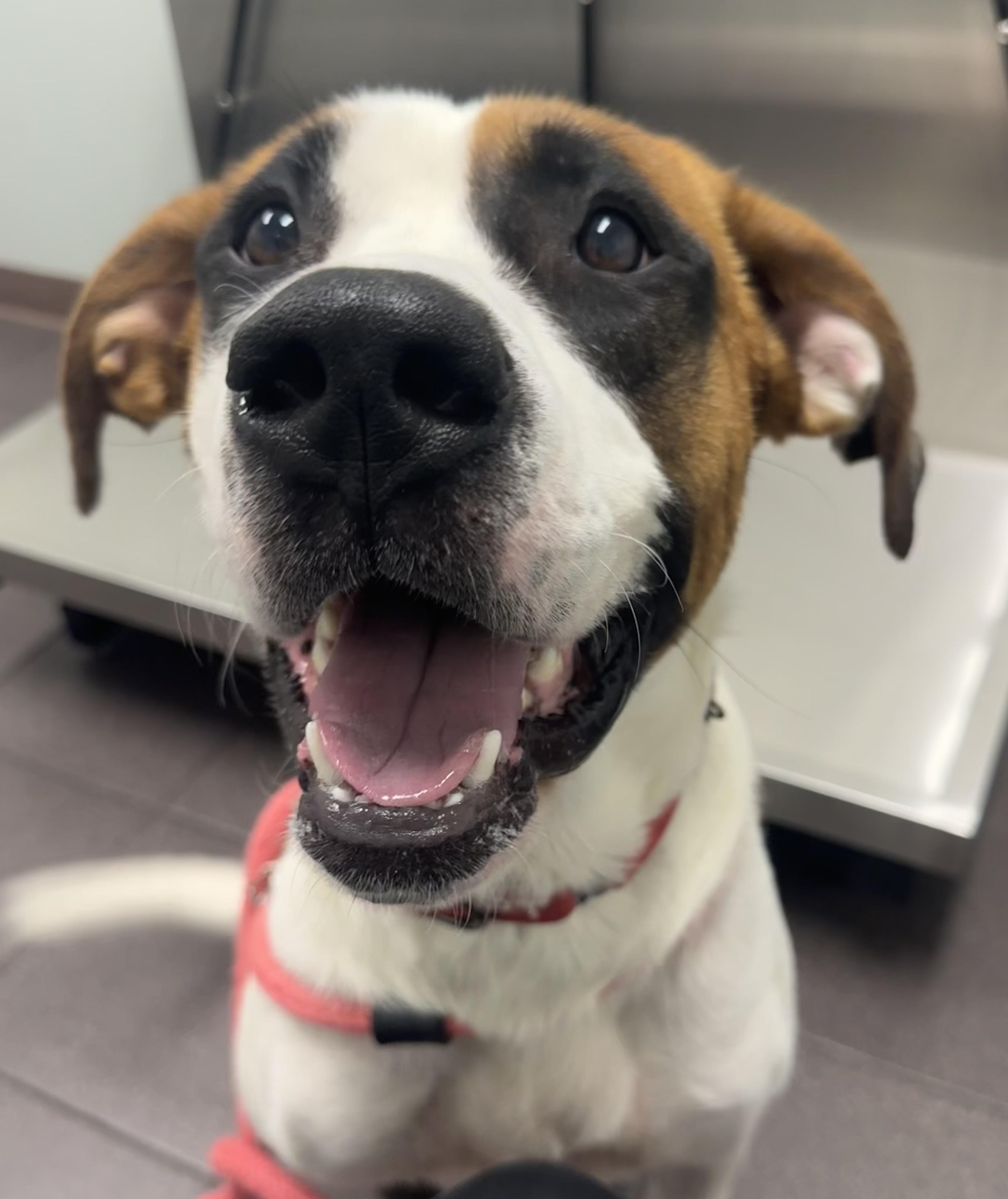 Enlarge Dewey, a Adoptable Saint Bernard in Dillsburg, PA image 1/5