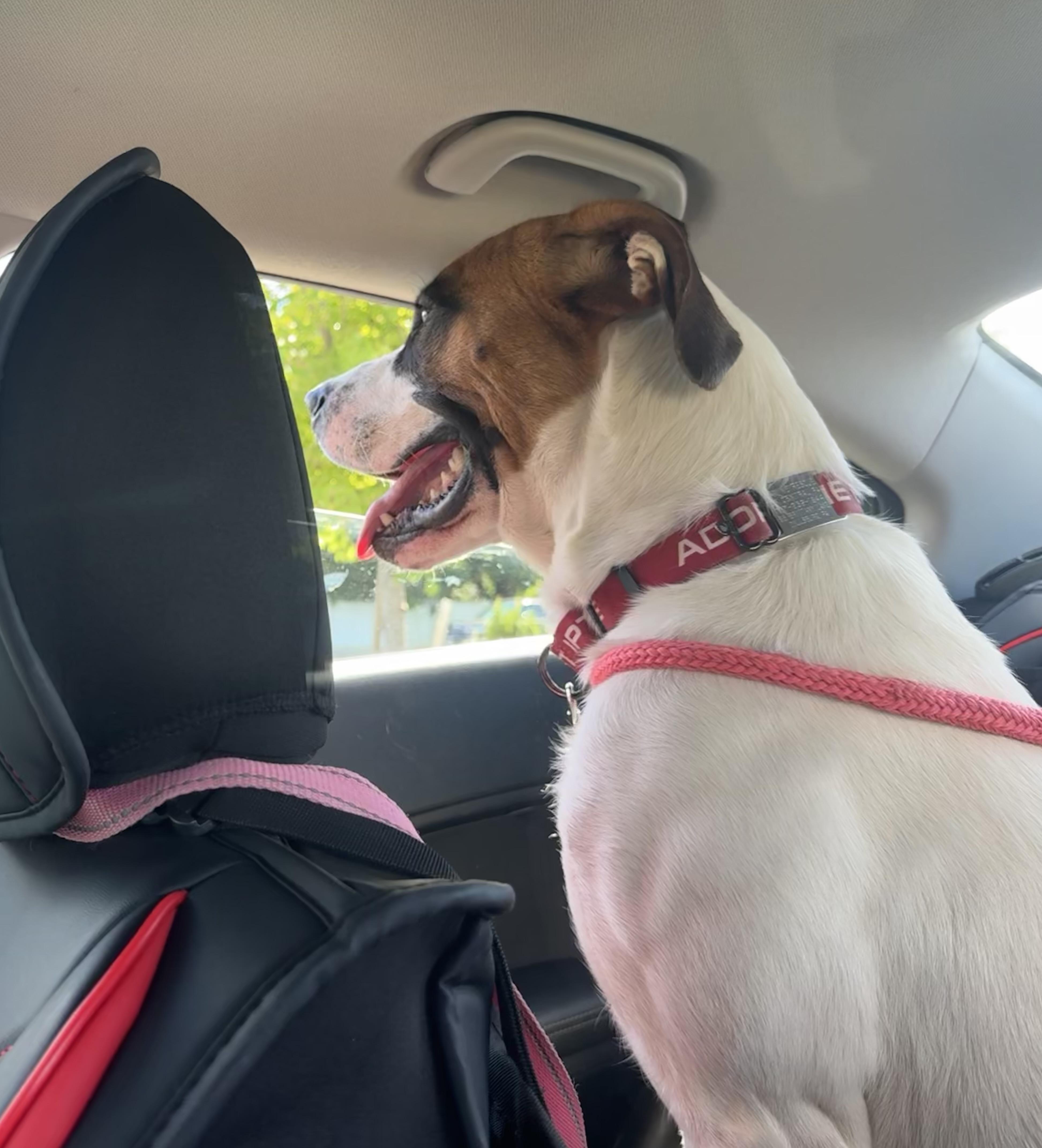 Enlarge Dewey, a Adoptable Saint Bernard in Dillsburg, PA image 2/5