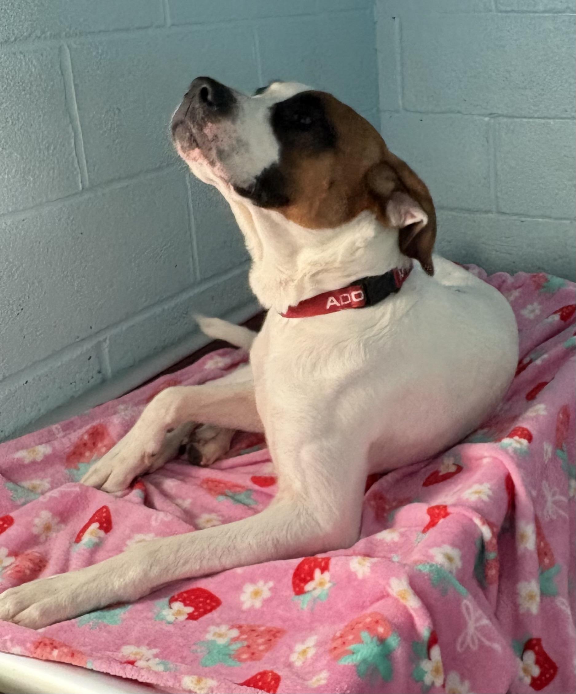 Enlarge Dewey, a Adoptable Saint Bernard in Dillsburg, PA image 3/5