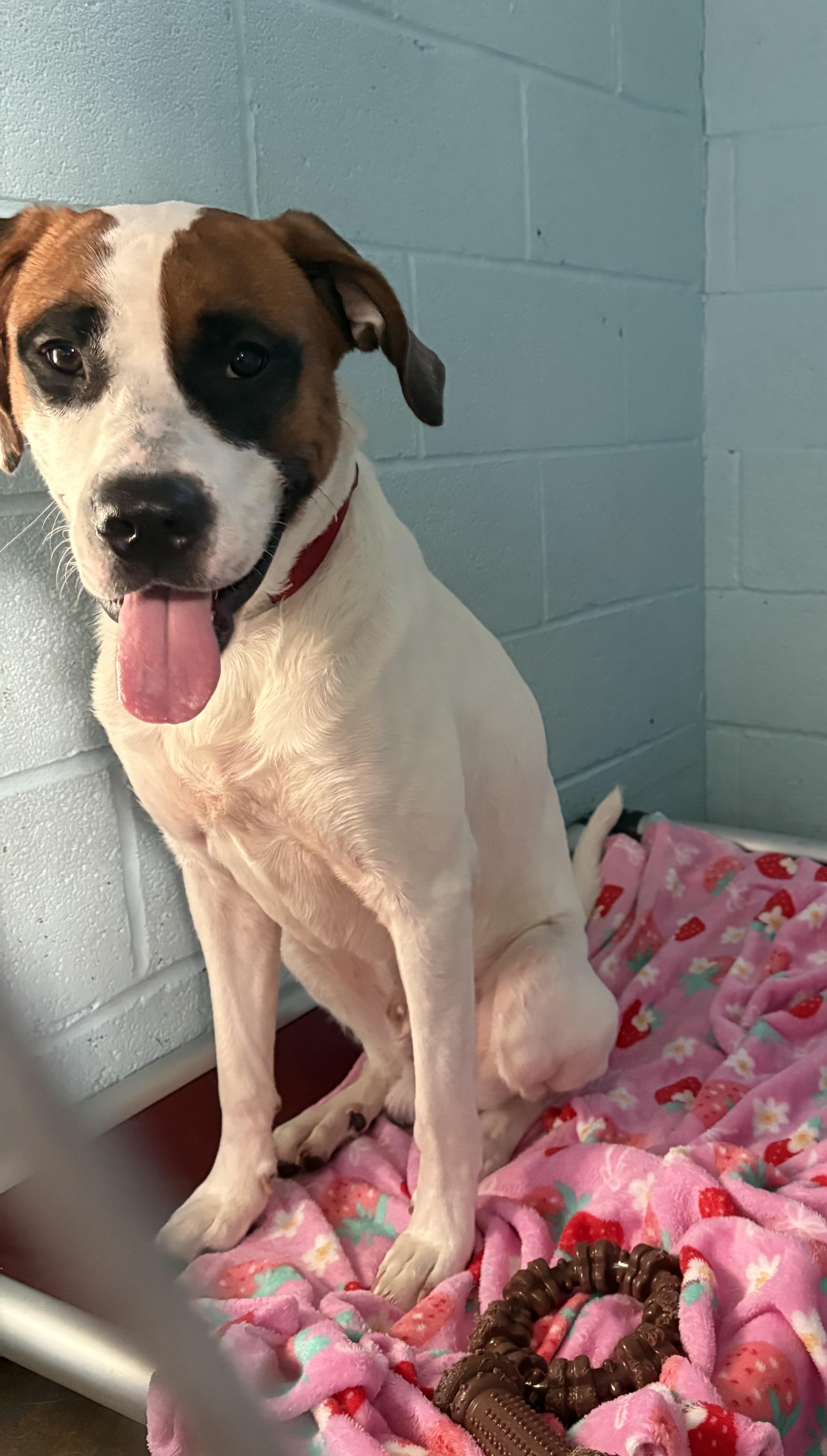 Enlarge Dewey, a Adoptable Saint Bernard in Dillsburg, PA image 5/5