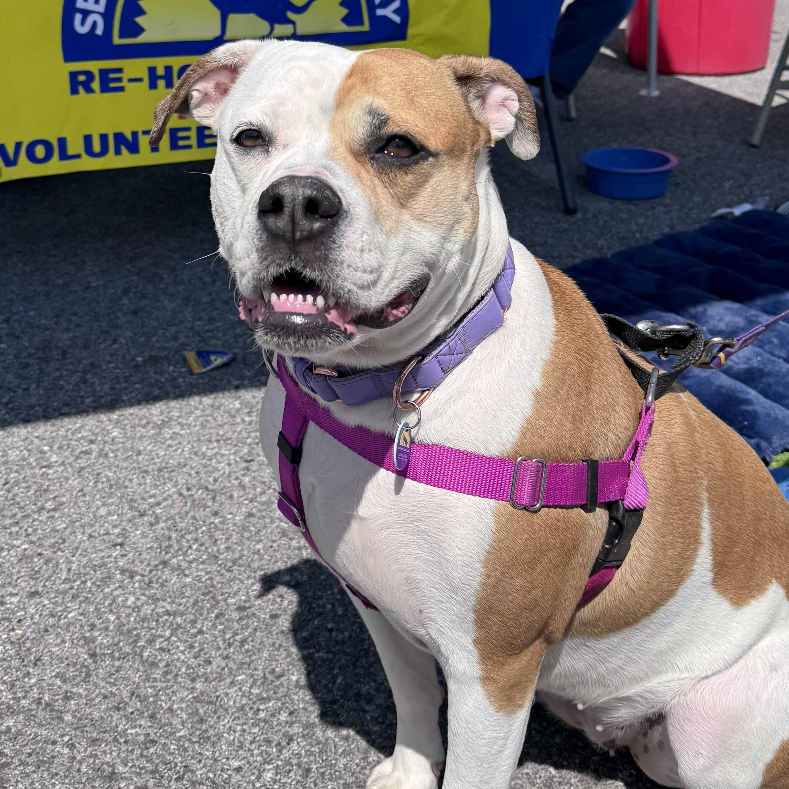 Enlarge Pierogi, a Adoptable mixed breed in Severn, MD image 6/6