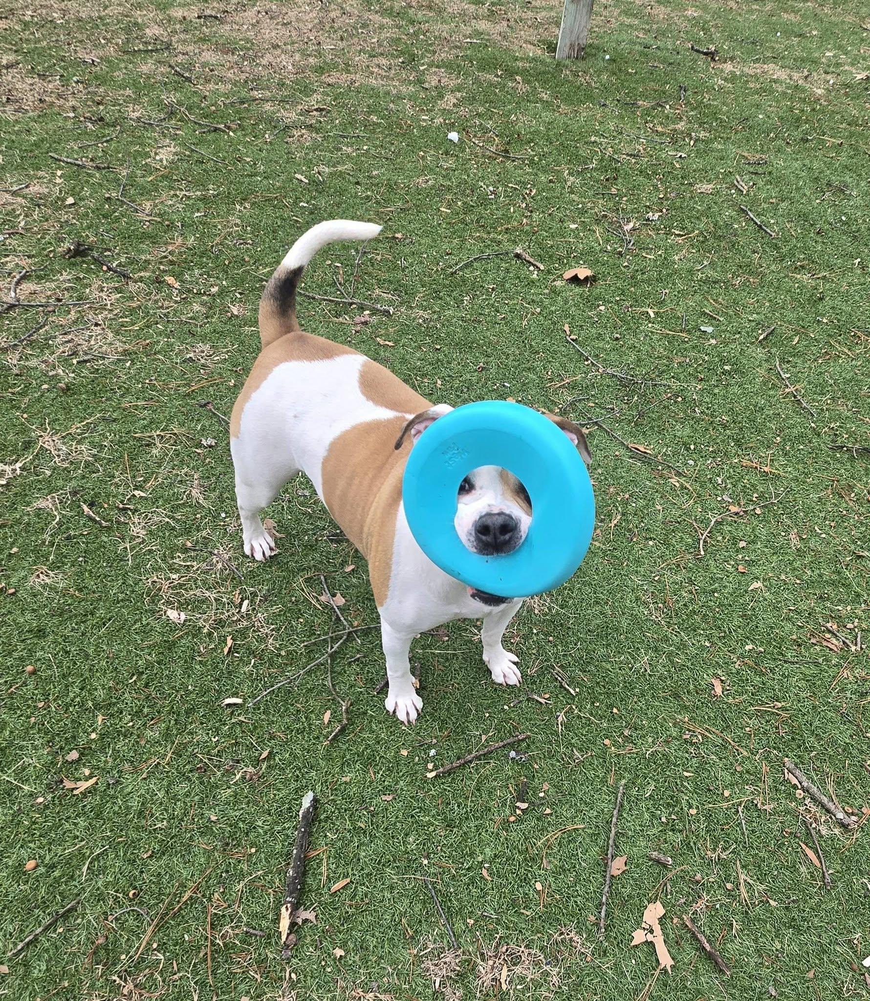 Enlarge Pierogi, a Adoptable mixed breed in Severn, MD image 3/4