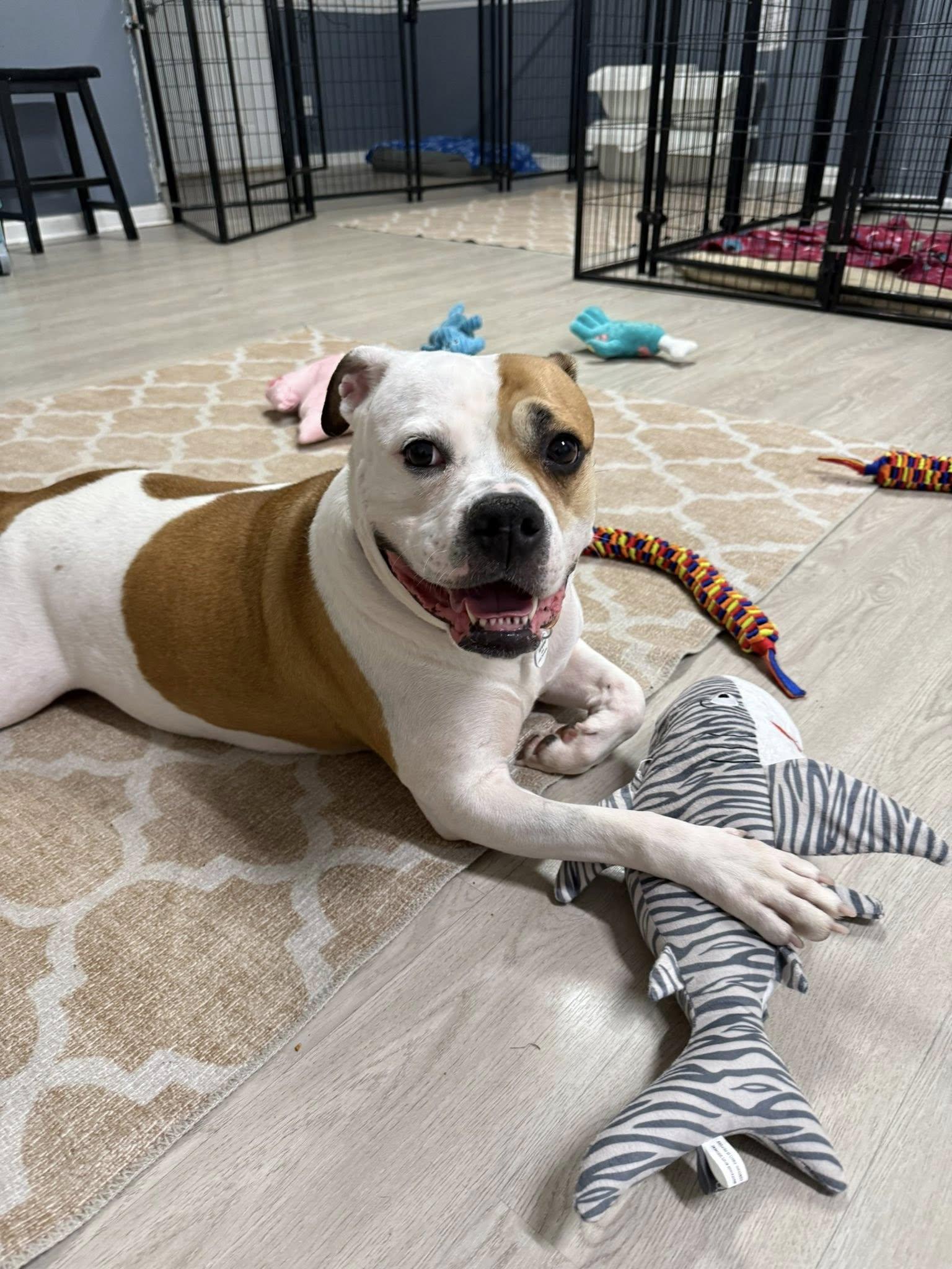 Enlarge Pierogi, a Adoptable mixed breed in Severn, MD image 2/4