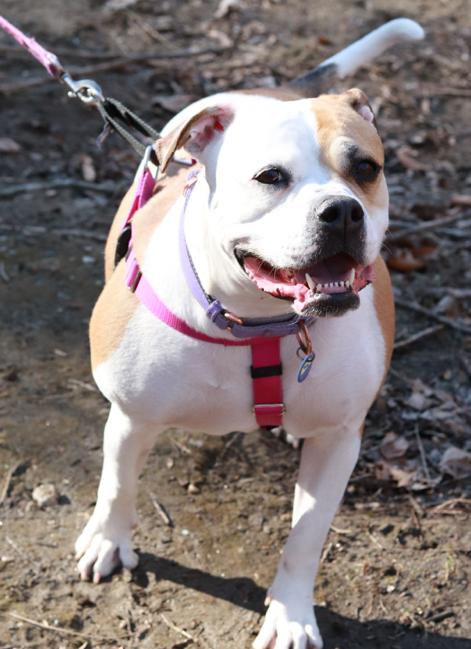Pierogi, Adoptable, Adult Female American Bulldog.