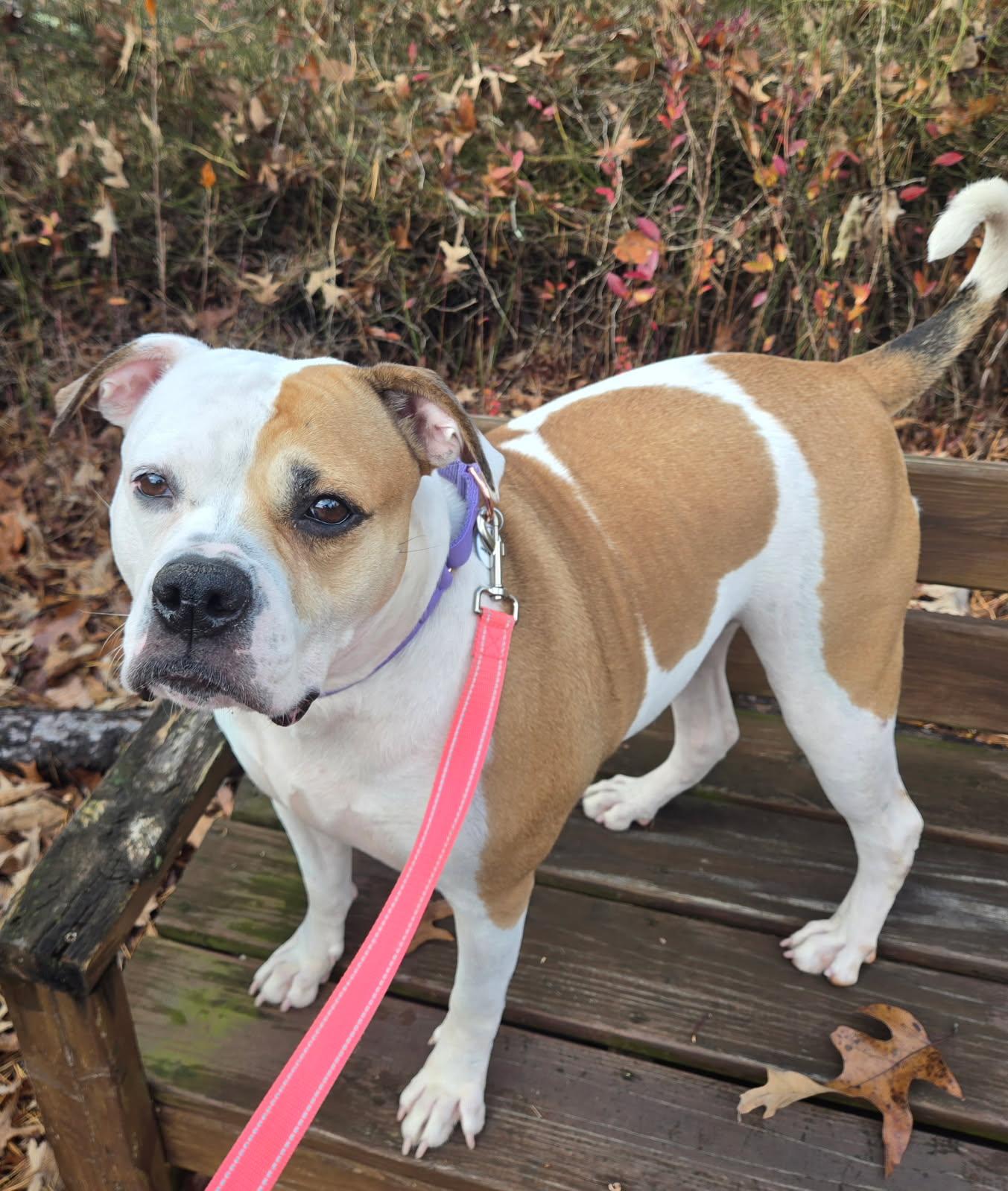 Enlarge Pierogi, a Adoptable mixed breed in Severn, MD image 3/4