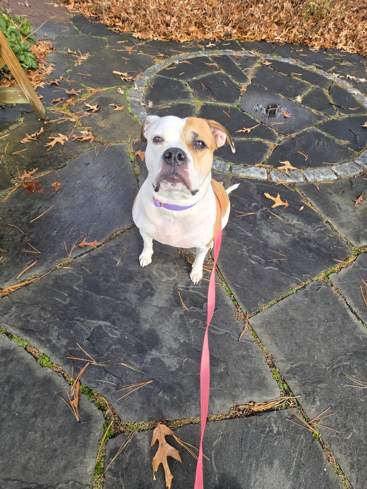 Enlarge Pierogi, a Adoptable mixed breed in Severn, MD image 4/4