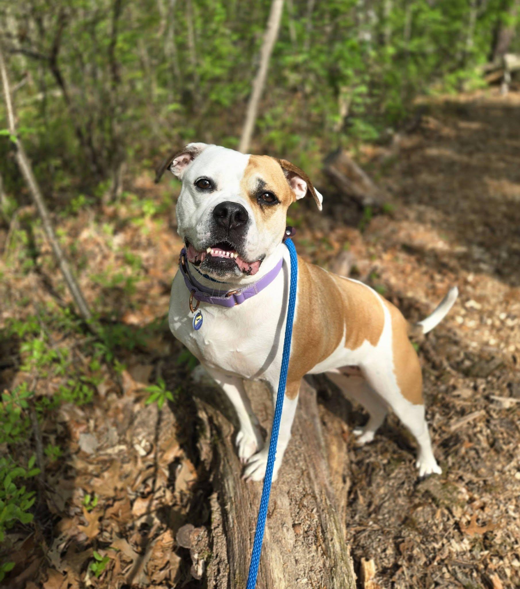 Pierogi, Adoptable, Adult Female American Bulldog.