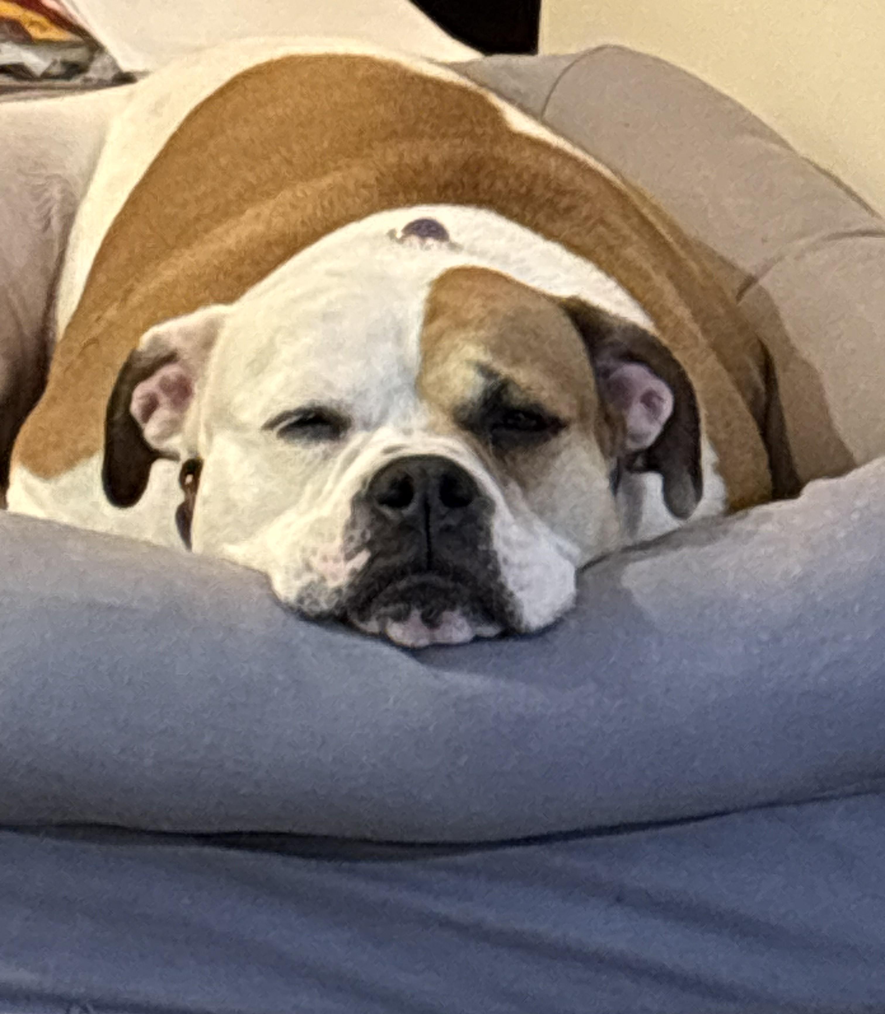 Enlarge Pierogi, a Adoptable mixed breed in Severn, MD image 1/6