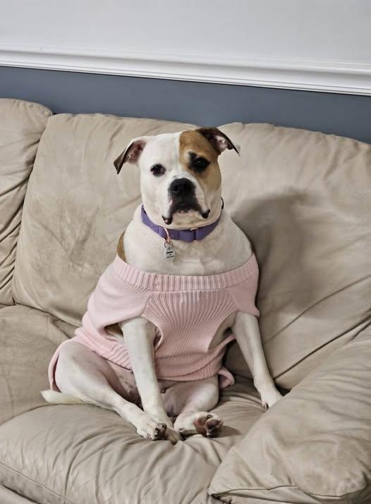 Pierogi, Adoptable, Adult Female American Bulldog.
