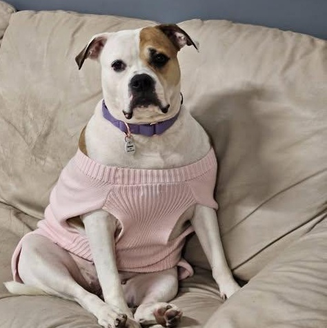 Enlarge Pierogi, a Adoptable mixed breed in Severn, MD image 2/4