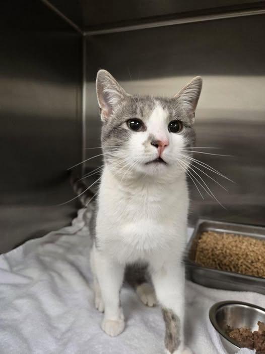 Dylan, ADOPTABLE, Adult Male Domestic Short Hair.