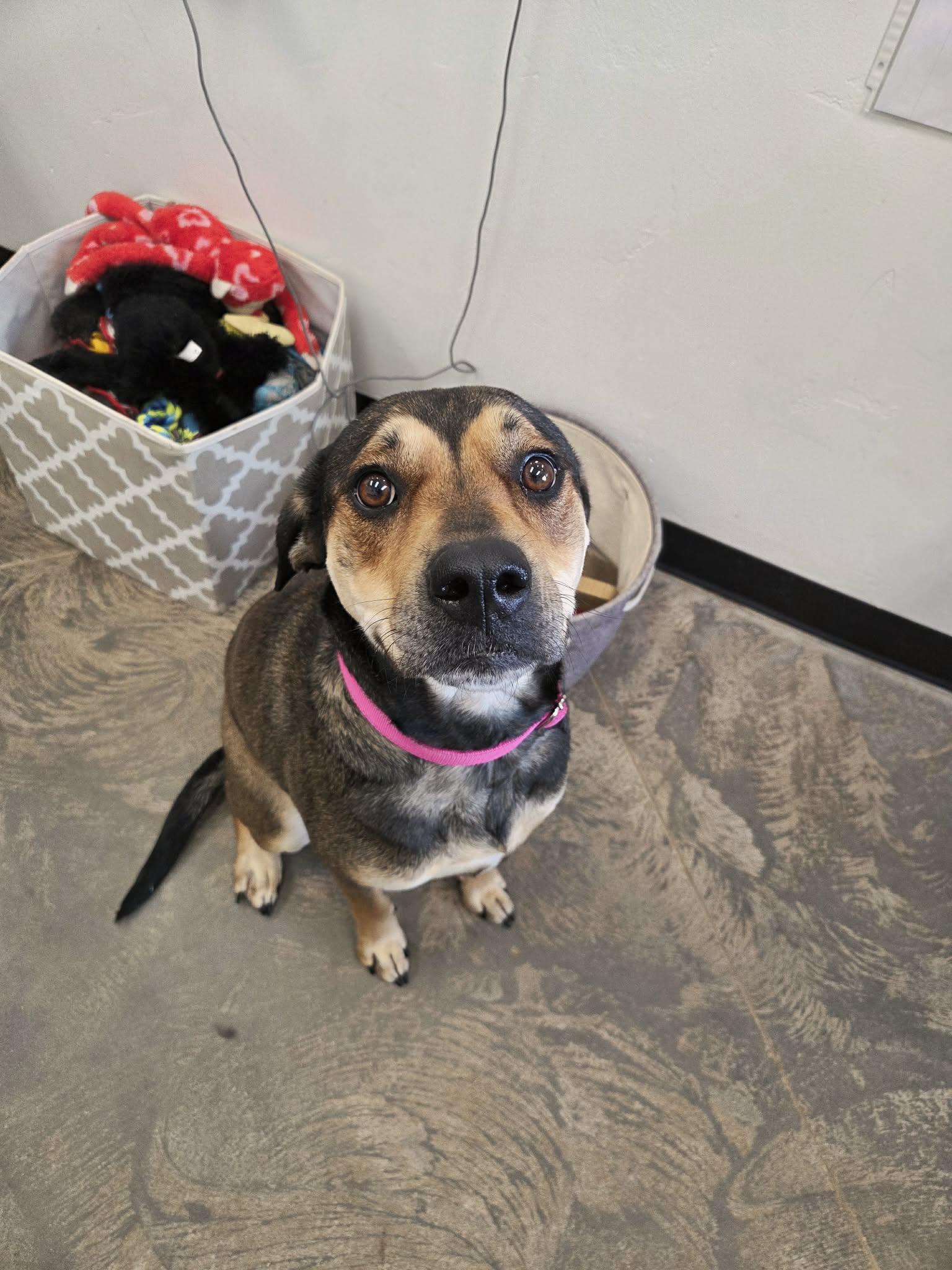 Enlarge Luna, a ADOPTABLE mixed breed in Roosevelt, UT image 4/4