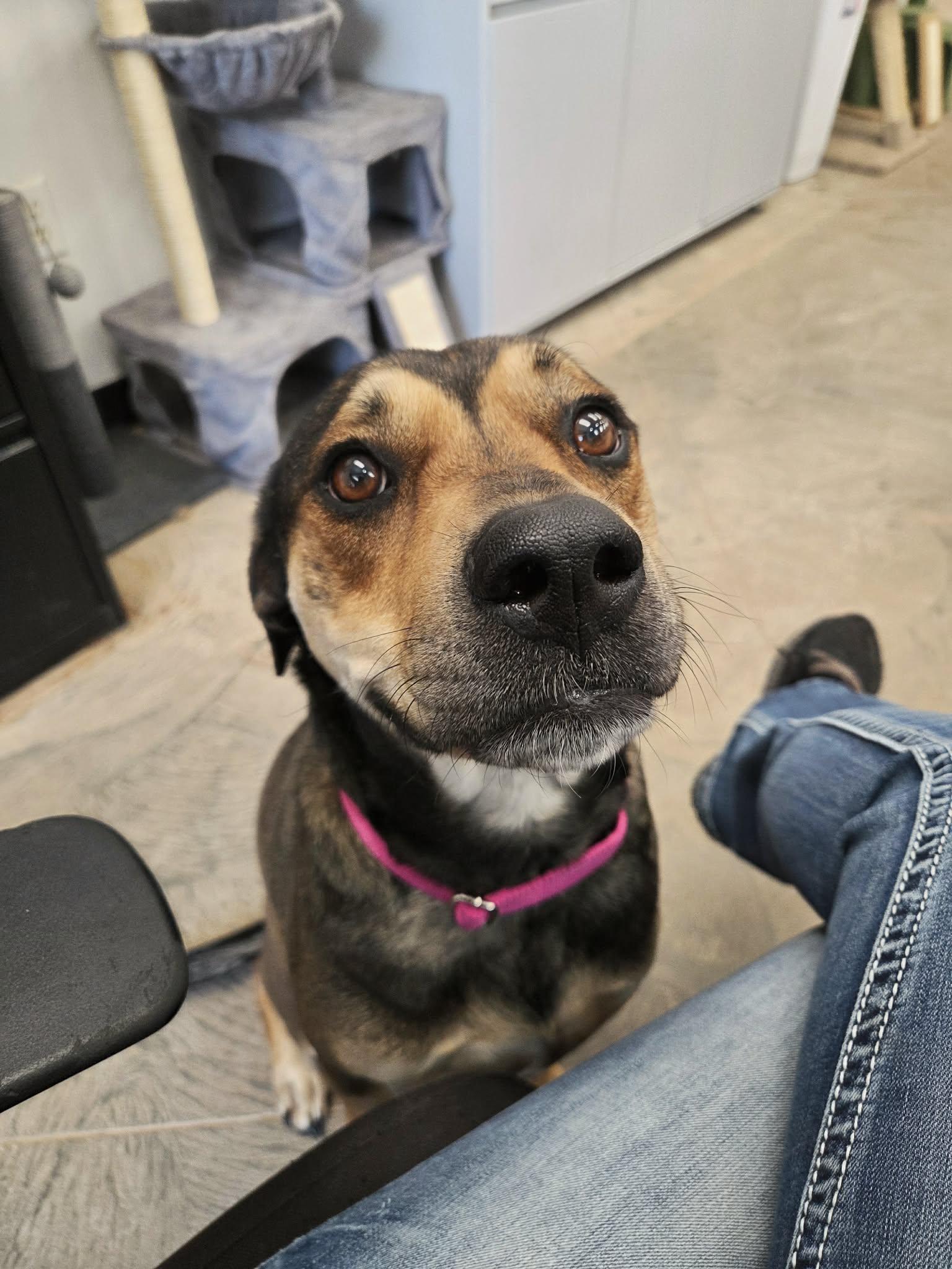 Enlarge Luna, a ADOPTABLE mixed breed in Roosevelt, UT image 3/4