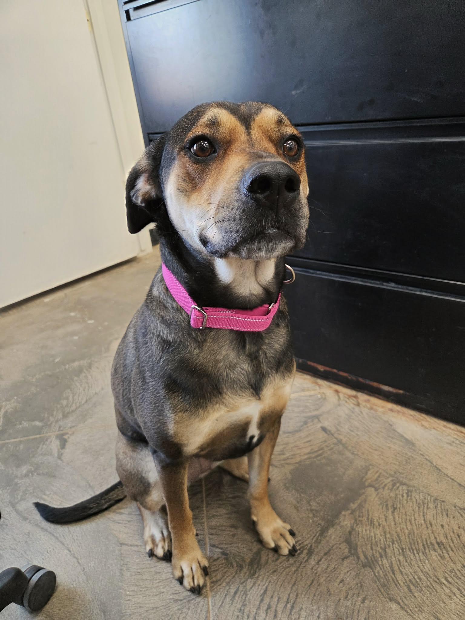 Enlarge Luna, a ADOPTABLE mixed breed in Roosevelt, UT image 1/4