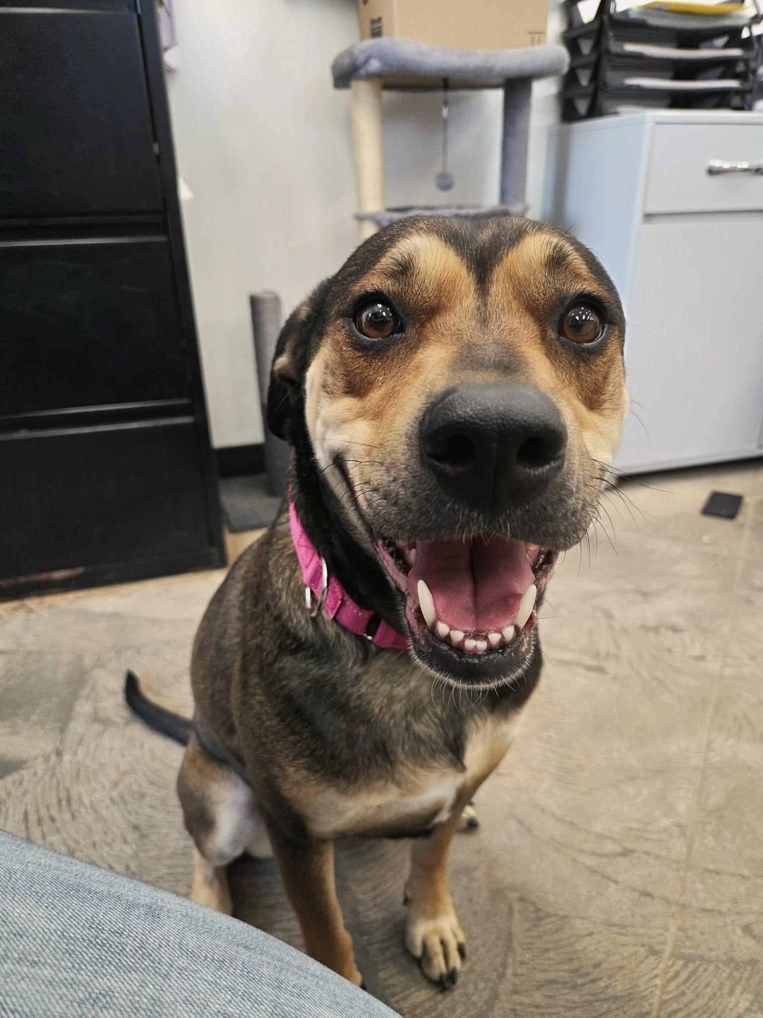 Enlarge Luna, a ADOPTABLE mixed breed in Roosevelt, UT image 2/4