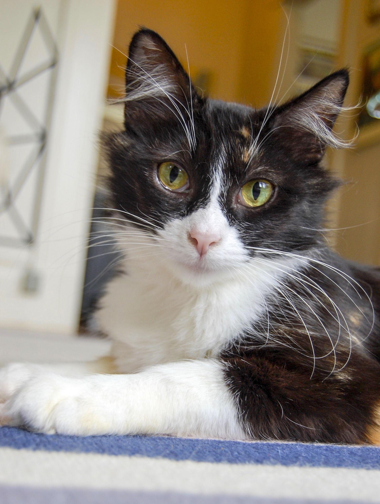 Zelda, a Adopted Domestic Short Hair in Oakland, CA image 1/3