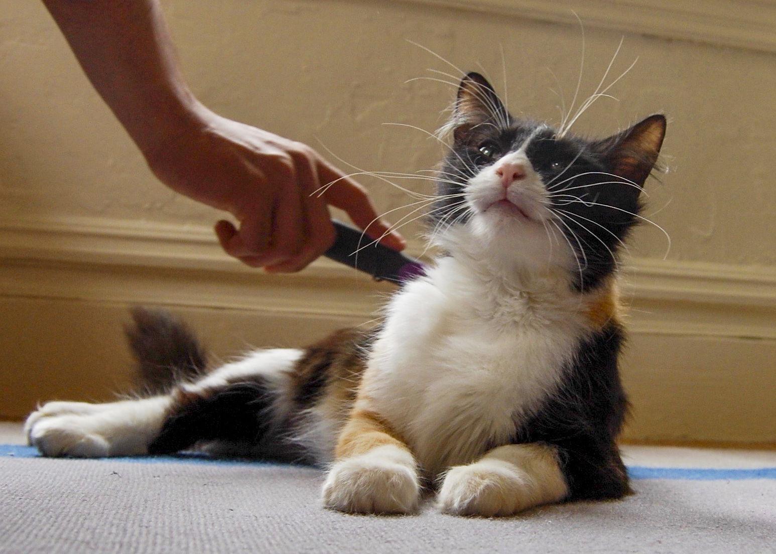 Zelda, a Adopted Domestic Short Hair in Oakland, CA image 2/3