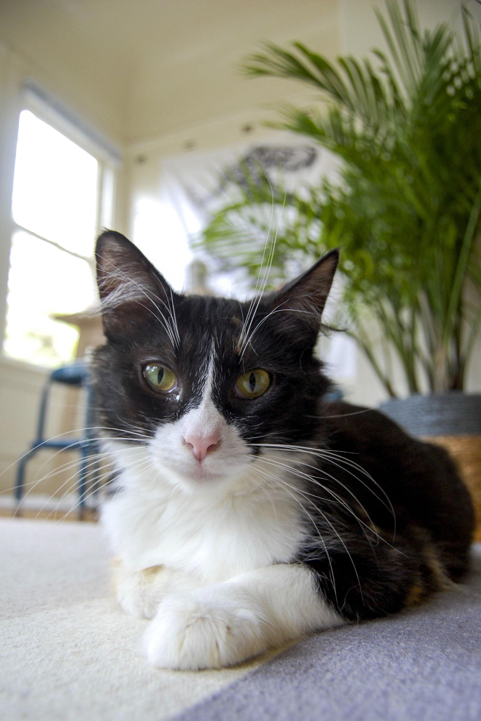 Zelda, a Adopted Domestic Short Hair in Oakland, CA image 3/3