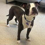Enlarge Oadey, a ADOPTABLE Mixed Breed in Lansing, MI image 2/3