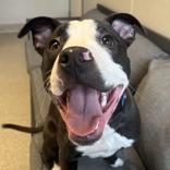 Oadey, ADOPTABLE, Adult Male Mixed Breed.