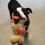 Enlarge Oadey, a ADOPTABLE Mixed Breed in Lansing, MI image 3/3