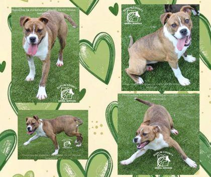 JIZZELL, Adoptable, Puppy Female Pit Bull Terrier & Mixed Breed.